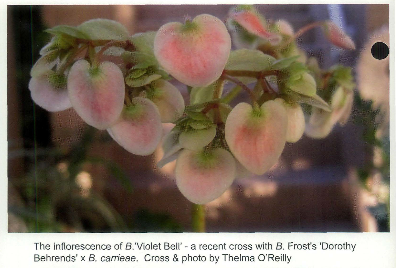 B. ‘Violet Bell’